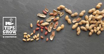 How to grow peanuts: the complete guide to growing them in the garden or in a pot